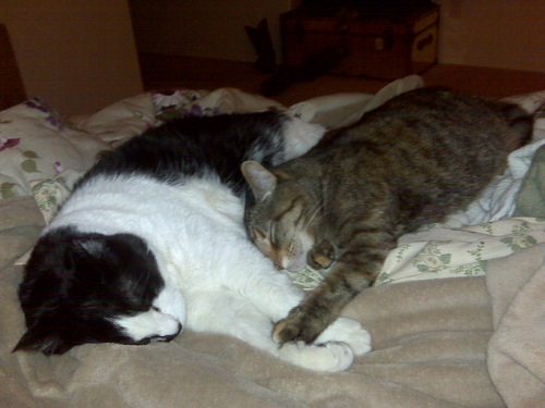 Bigbonedcat's profile picture. I am a cat that LOVES food, catnip, naps & fabulous clothes.Do not call me fat! I am simply big boned!