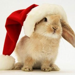 meisternxd's profile picture. meisterclaus xmasbunny  #LÅ
https://t.co/oA1vw2aMvq