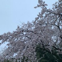 ちき (@shion_chicky) 's Twitter Profile