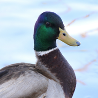 Wek 🦆(@talibirding) 's Twitter Profile Photo