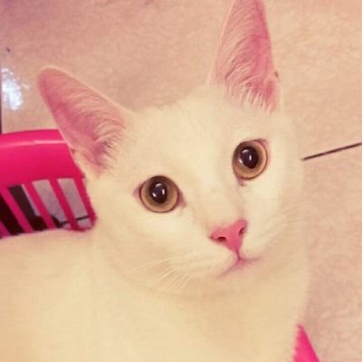蓮    れんさんのプロフィール画像