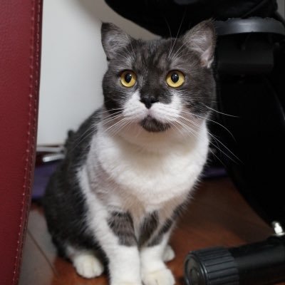 lei_jazz's profile picture. 