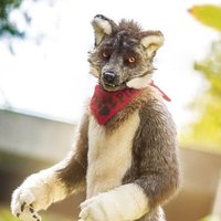 FlurryFlecky 🔜 @NFC, @Furciety (@flurryflecky) 's Twitter Profile