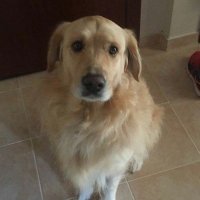 GülnihalSS (@ssgulnihal) Twitter profile photo