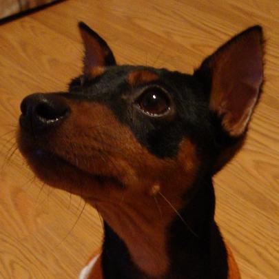 Magrathea Zerg. A puppy who is probably better at physics than you are.