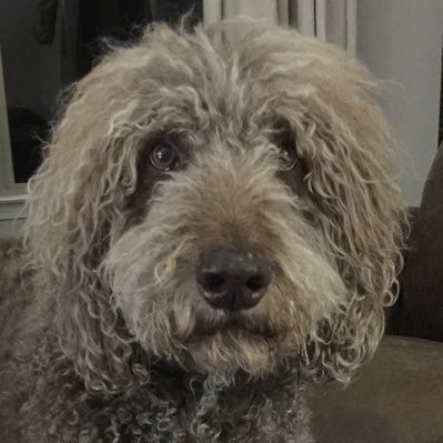 WilsonTheDood's profile picture. F1B Labradoodle-More Dood than Pood-Lacrosse Dog-@30A and @SeasideFL