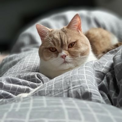 shzsyrinx's profile picture. 