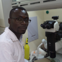 David L. Nsibo (@dnsibo22) 's Twitter Profile Photo