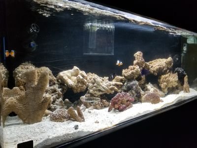 aquarium related tweets. Over 10 years experience and looking to learn all I can and teach what I know.