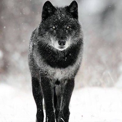 MtlMehmet's profile picture. Allah sabredenlerle birliktedir! #Ankara #jeoloji #mühendisi