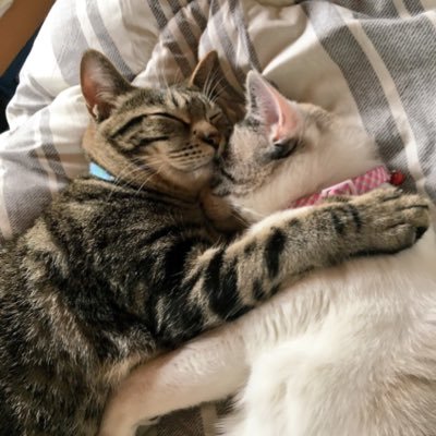 redbeanpaste03's profile picture. SC6からの新参。メインにタキ姐さん、サブでシャンファちゃんを少し。 低浮上。最近はSteamでアケモタイムアタックしてる。