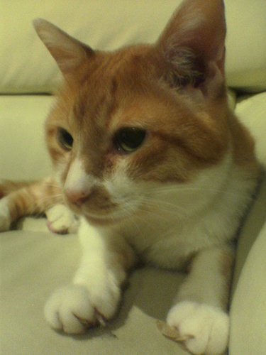 ajiroajiro's profile picture. 