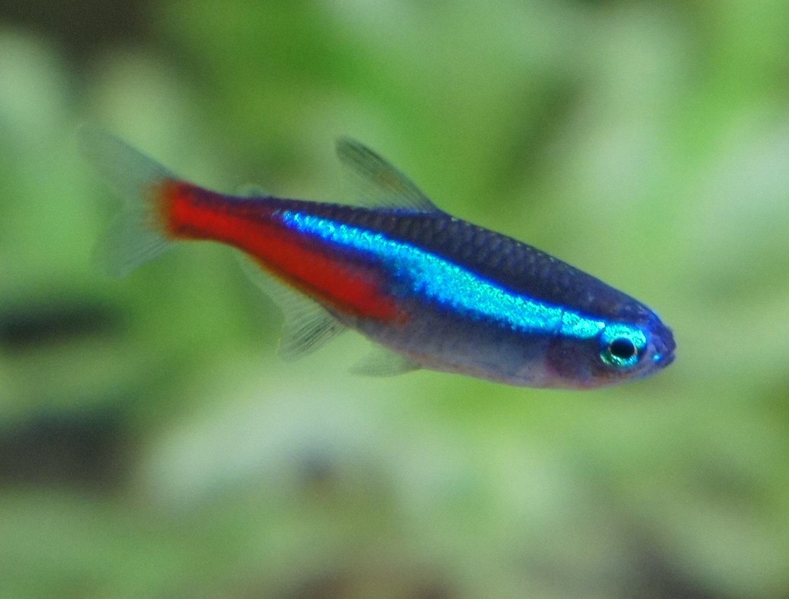 just neon tetra