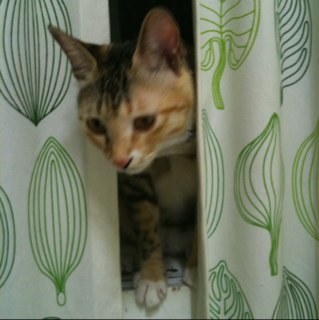 holasoojin's profile picture. 경계를넘어(http://t.co/GJDionLIBC), 쿠바 여행책 '괜찮아, 여긴 쿠바야', IUF 국제식품연맹(http://t.co/2d1TJXutP1)