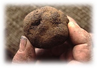 truffeltje's profile picture. 