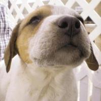 _priyajeet's profile picture. 