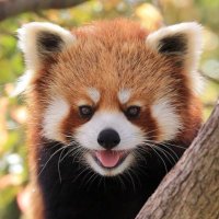 falcon_tenor (@falcon_tenor) 's Twitter Profile Photo