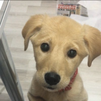 ZSafyurek's profile picture. We ara all mad here 🐾