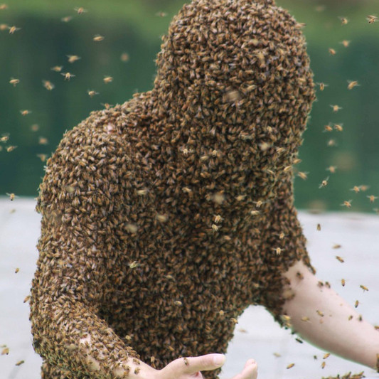 Nerm_GodofBees's profile picture. A man with a dream...Of being 10000 bees.
It's not a very good dream.