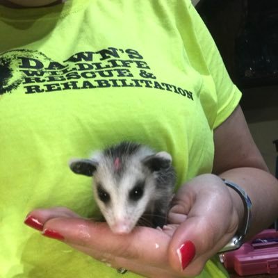 stay at home mom, wildlife rehabber, check out our page at https://t.co/0udh5yjeDb