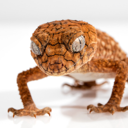 Leopard, Crested, and Tokay Gecko Facts And Care Tips