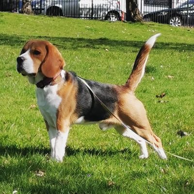 ¡Hola! I'm Pablo. I'm a beagle.

I like zoomies and toys and playing with my sister @RioOfGlasgow. 

@tiggtag and @roboformers feed me.

IG: @PabloofGlasgow