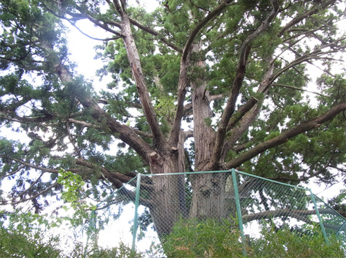 poko/キヌタロー