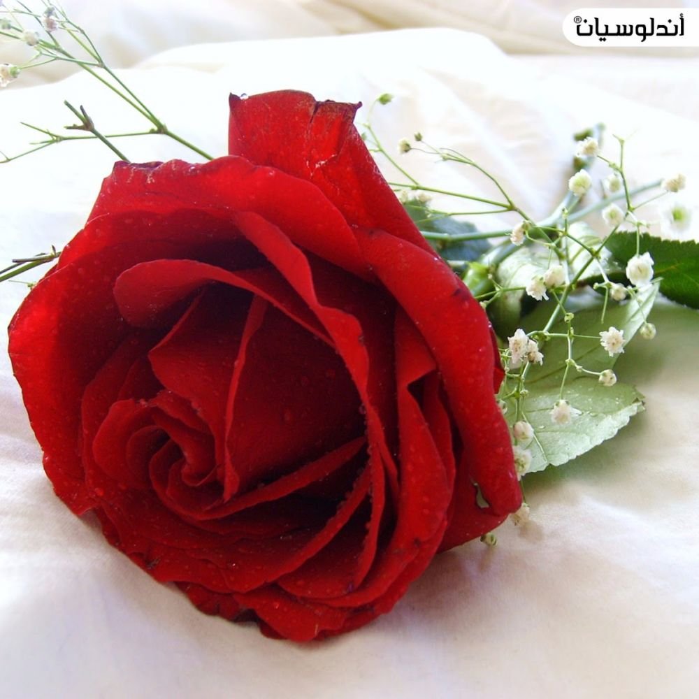 ...🌹يارب يارب يارب قل لي أحلامي وأمنياتي كن فتكون..🌹..