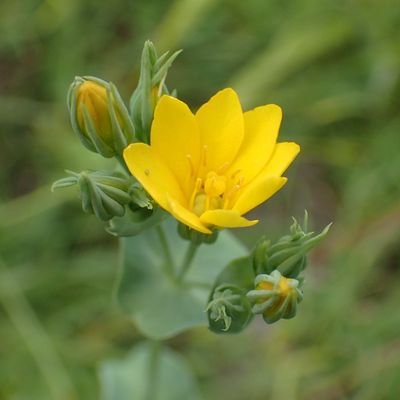 #wyrtwednesday is the place for plants gowing wild in Britain and Ireland with 'wort' in their common or folk names. Tweets by @melelloyd and @NatureLark.