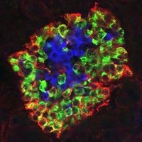 Dr. Danielle Dean (@deanlab8) 's Twitter Profile