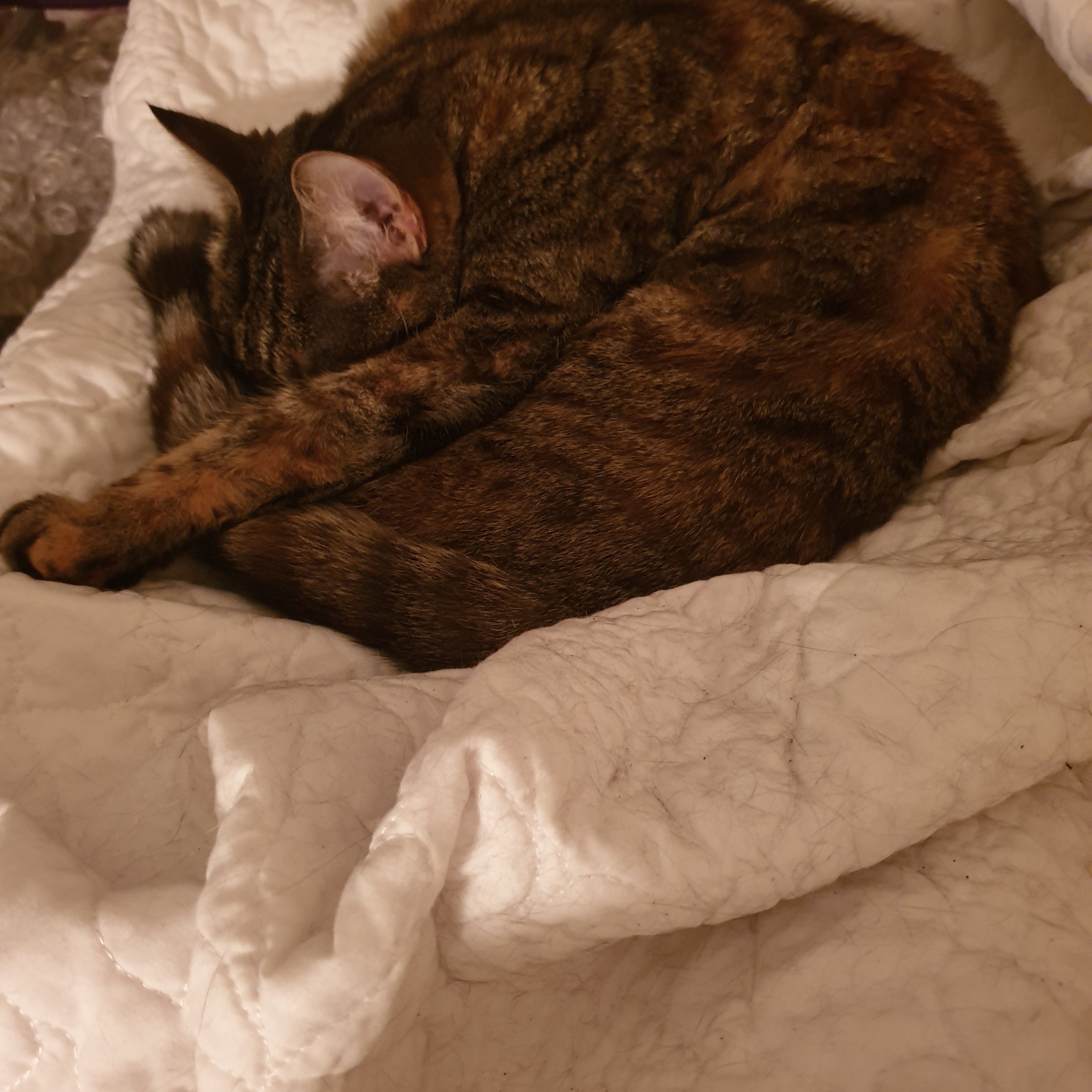 pgibk's profile picture. 