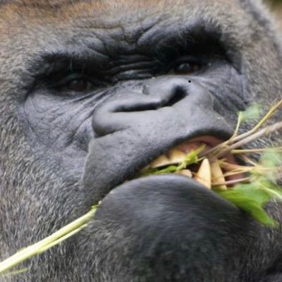 Toolmas50161334's profile picture. 