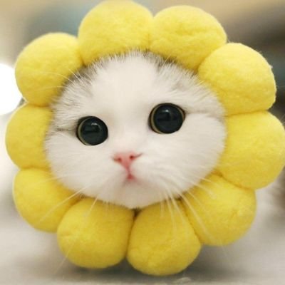 bucinkamuuhh's profile picture. 