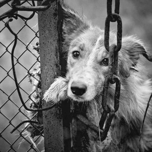 British non-profit fighting for the welfare of dogs worldwide. Created to help & raise awareness of projects that combat canine abuse, neglect & cruelty.