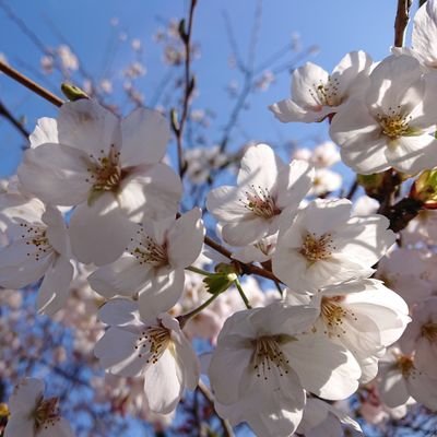 yossy3104love's profile picture. 猫を新しい家族として迎え入れました人に慣れていない猫だったけど、、