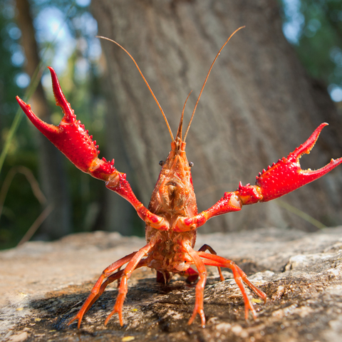 ebisan1228's profile picture. かに