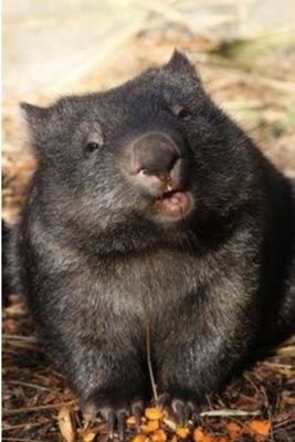 WombatSleepy Profile Picture