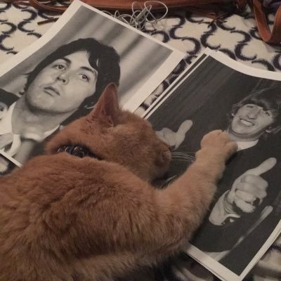 I’m a cat and I love Ringo Starr