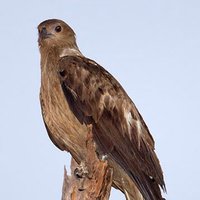 Jipal (@guridila) Twitter profile photo