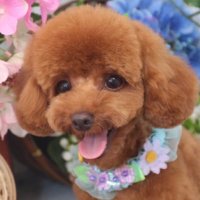 o_nagomi (@onagomi2) 's Twitter Profile
