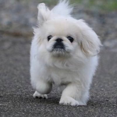 りょうた Pa Twitter 4月11日の夕方から行方不明です 見かけたらリプ Dmよろしくお願いします 拡散お願いします 首輪やリードはしていません 名前 ウメ 性別 メス 犬種 ペキニーズ 毛色 白 首輪 なし 年齢 3歳 犬 迷子 迷子犬 拡散希望rtお願い