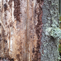 BarkBeetleRisk (@barkbeetlerisk) 's Twitter Profile Photo