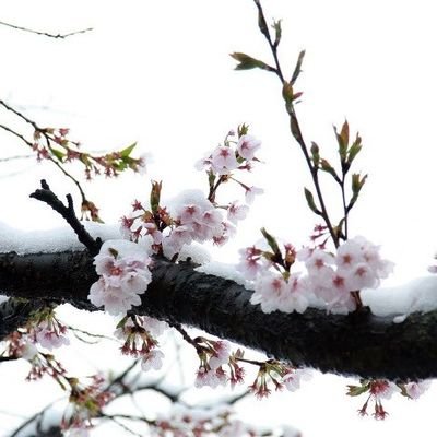 __snowblossom Profile Picture