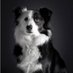 Mair the Collie (@MairCollie) Twitter profile photo