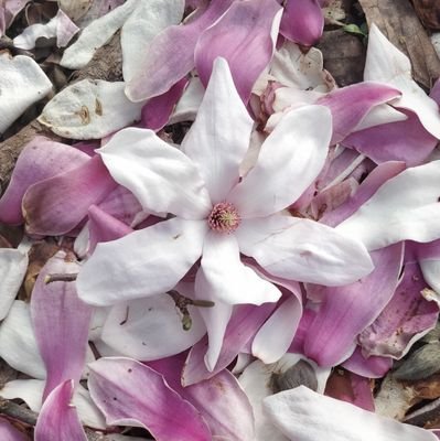 positivevibeskc's profile picture. just here for the tweets