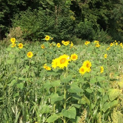 5Goldfinches's profile picture. 🇪🇺🇬🇧 #FBPE Love travelling, exploring new places, continuing to learn, Literature, theatre, wildlife + walking our dogs. Veggie.
