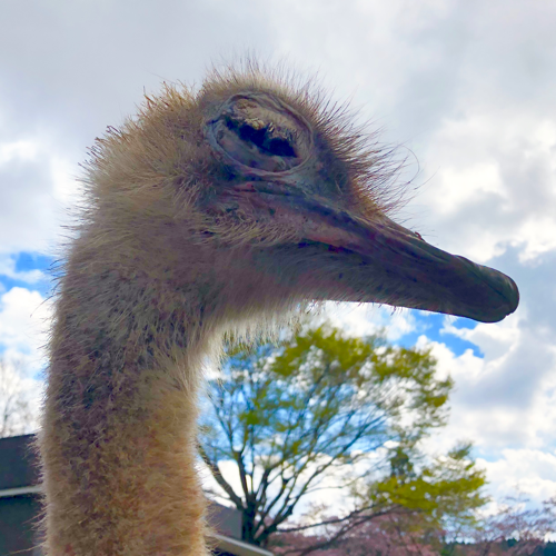 駝鳥さんのプロフィール画像