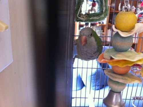 I'm a Quaker Parrot. I'm evil. I like biting, hissing, loud chirping and now tweeting. Read my adventures.
