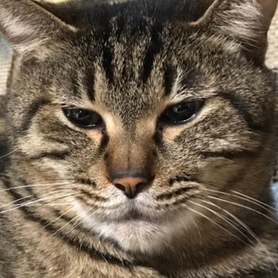 51WRNEBJaXA3cwD's profile picture.