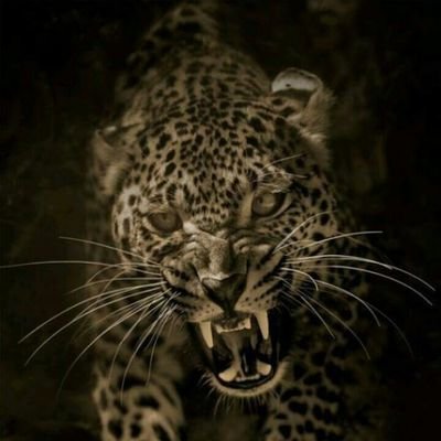 leventaydin2634's profile picture. 